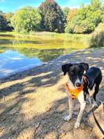 Suchmeldung-Maggie-Bild