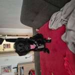 Suchmeldung-Nanchen-Bild