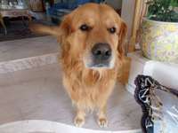 Suchmeldung-Titus-Bild