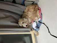 Suchmeldung-Frieda-Bild