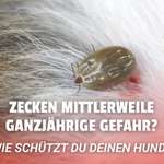 Zeckensaison 2026 – Wie schützt ihr eure Hunde in diesem Jahr? 🐾-Beitrag-Bild