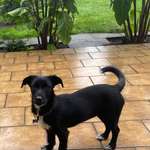 Suchmeldung-Püppi -Bild