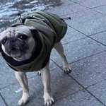 Suchmeldung-Duplo-Bild