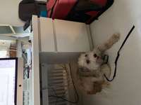 Suchmeldung-Frieda-Bild