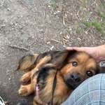 Suchmeldung-Lola-Bild