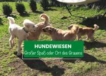 Hundewiesen – ein toller Ort für Sozialkontakte oder ein Ort des Grauens?-Beitrag-Bild