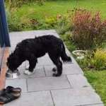 Suchmeldung-Fiete-Bild