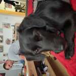 Suchmeldung-Nanchen-Bild