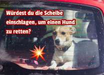 Hund im heißen Auto – darfst du die Scheibe einschlagen? 🚗🐶-Beitrag-Bild