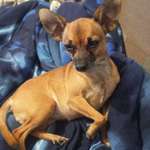 Suchmeldung-bummi-Bild