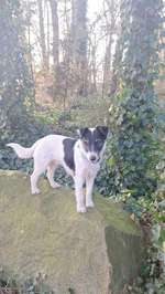 Suchmeldung-Pepe-Bild