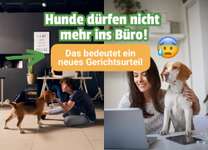 🐶 Sind Bürohunde jetzt VERBOTEN?! 😱-Beitrag-Bild