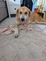 Suchmeldung-Ella-Bild