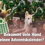 Bekommt dein Hund einen Adventskalender – oder ist das Quatsch? 🎄-Beitrag-Bild