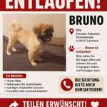 Suchmeldung-Bruno -Bild