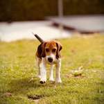 Suchmeldung-Bob-Bild