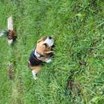 Suchmeldung-Billy-Bild