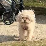 Suchmeldung-Bonnie -Bild