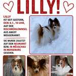 Suchmeldung-Lilly-Bild