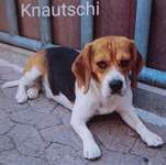 Suchmeldung-Knautschi-Bild