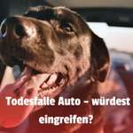 🚗 Hund im heißen Auto – was würdest du tun?-Beitrag-Bild