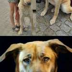 Suchmeldung-Skadi -Bild