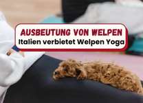 Ausbeutung von Welpen - Italien verbietet Puppy-Yoga-Beitrag-Bild
