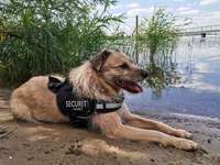 Suchmeldung-Gizmo-Bild