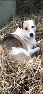 Suchmeldung-Choccy -Bild