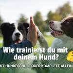 🐕 Wie trainiert ihr mit euren Hunden? Alleine oder sollten alle mindestens einmal zur Hundeschule?-Beitrag-Bild