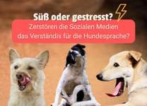 „So süß!“ – oder doch gestresst? Wie Social Media unser Bild der Hundesprache verzerrt 🐶📱-Beitrag-Bild