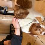 Suchmeldung-Winnie-Bild