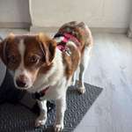 Suchmeldung-Winnie-Bild