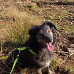 Suchmeldung-Jascha-Bild