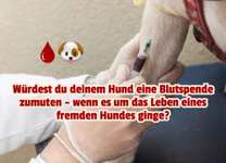 🩸🐾 Blut spenden? Ja. Aber bitte nicht mein Hund.-Beitrag-Bild