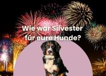 Wie haben eure Hunde Silvester erlebt? Lasst uns Erfahrungen austauschen! 🎆-Beitrag-Bild