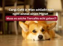 Hunde-Cafés – Tolle Idee oder einfach purer Stress für die Vierbeiner? 🐾☕-Beitrag-Bild