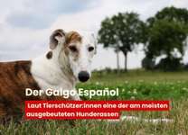 Was kann man gegen das schreckliche Schicksal der Galgos unternehmen?-Beitrag-Bild