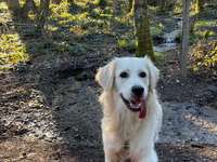 Suchmeldung-Nacho-Bild