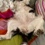 Suchmeldung-Kiyomi-Bild