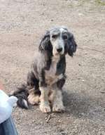 Suchmeldung-Diamond -Bild