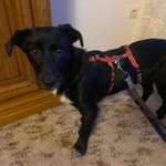 Suchmeldung-Püppi -Bild