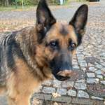 Suchmeldung-Mina-Bild