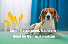 Immer wieder Ärger: Sind Hunde in Mehrparteienhäusern eine Zumutung?-Beitrag-Bild