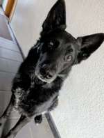 Suchmeldung-Lucky-Bild