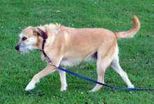 Suchmeldung-Sally-Bild