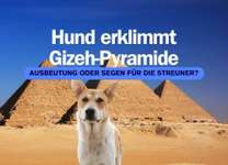 🐾 Hunde auf den Pyramiden von Gizeh: Segen für die Straßenhunde oder Ausbeutung für den Tourismus?-Beitrag-Bild