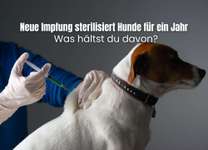 🐾 Sterilisations-Impfung bei Hunden: Revolution oder Risiko? 🐾-Beitrag-Bild