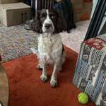 Suchmeldung-Kiyomi-Bild