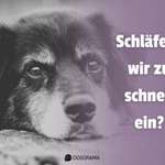 👉 Schläfern wir unsere Hunde zu schnell ein? 🤔-Beitrag-Bild